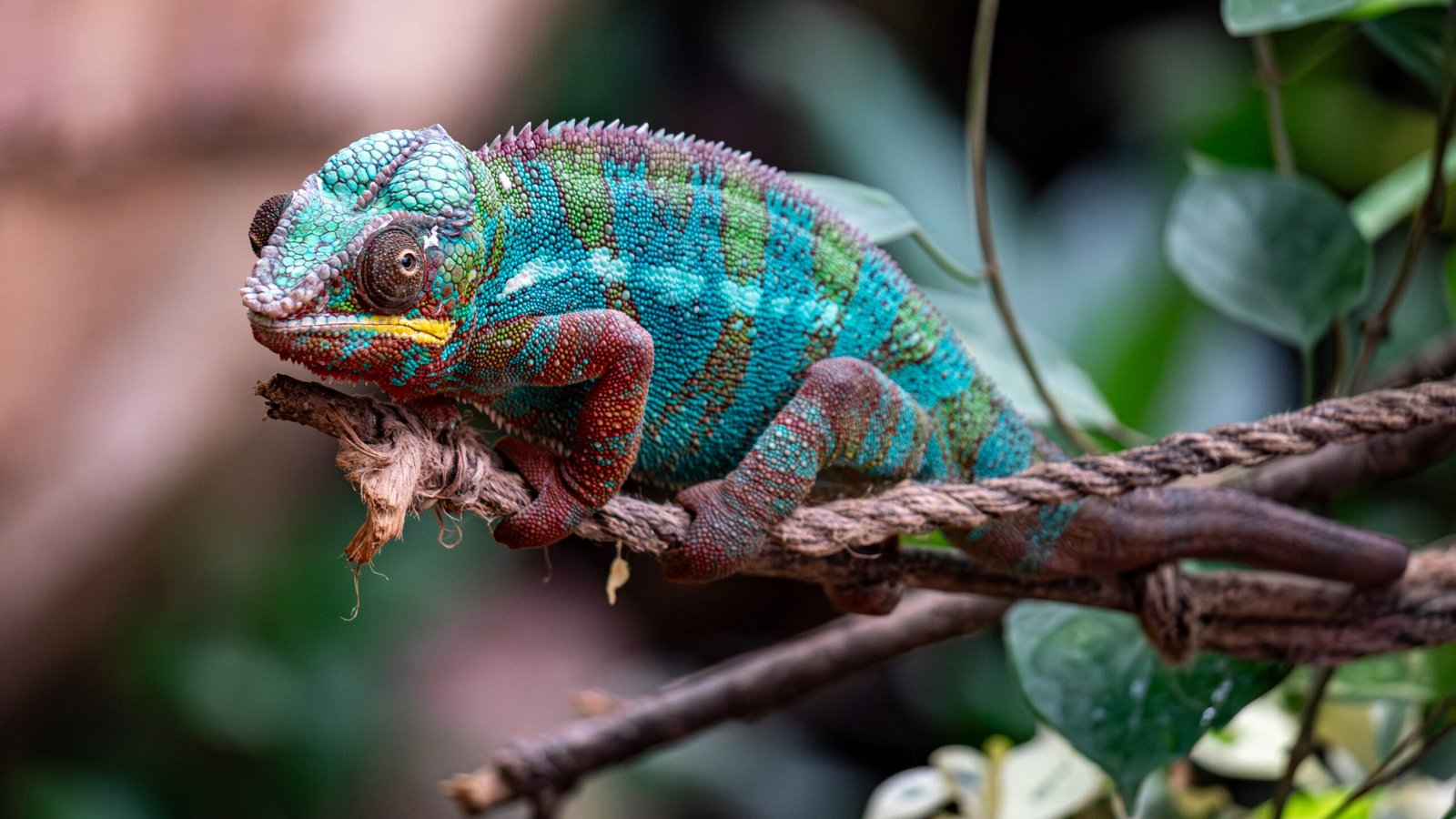 Top 10 Reptile Pets For Beginners: Easy Care Guide